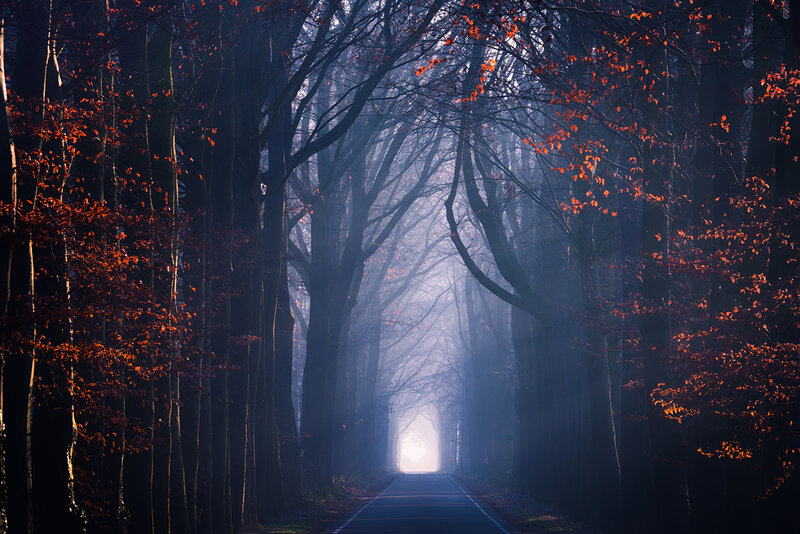 Road Through Autumn Forest — Blue, Mysterious