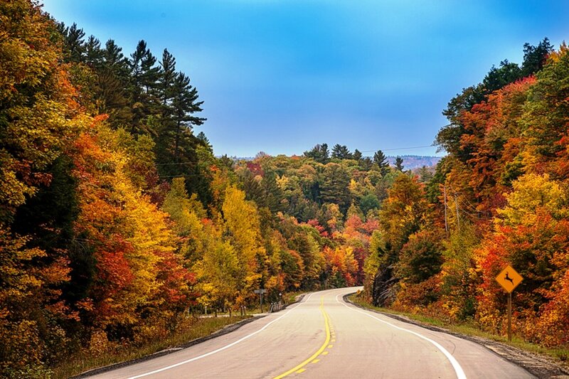 Road Through Autumn Forest — Blue