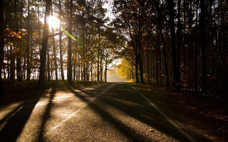 Road Through Autumn Forest — Brown, Serene, Photograph