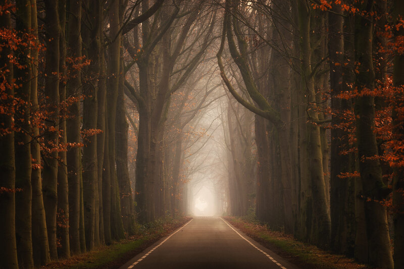 Road Through Autumn Forest — Brown, Serene, Photograph, Trees, Fog
