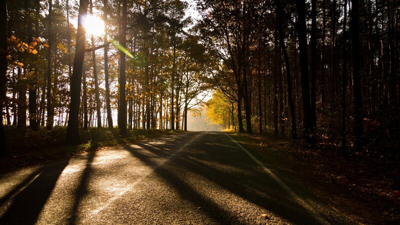 Road Through Autumn Forest — Brown, Serene