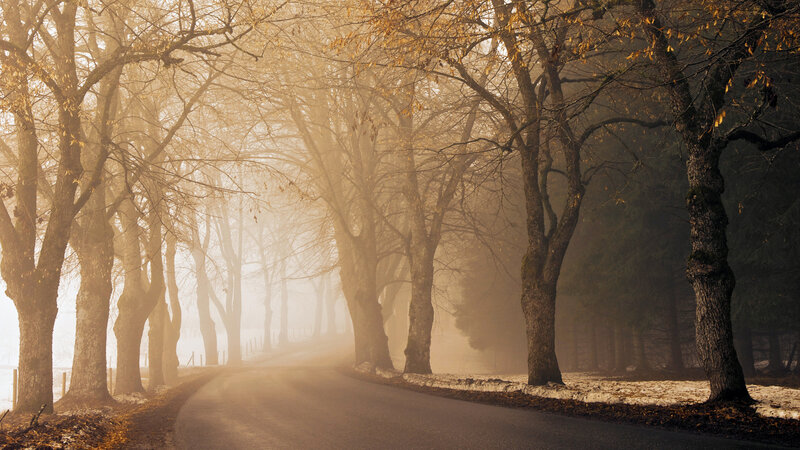Road Through Autumn Forest — Brown