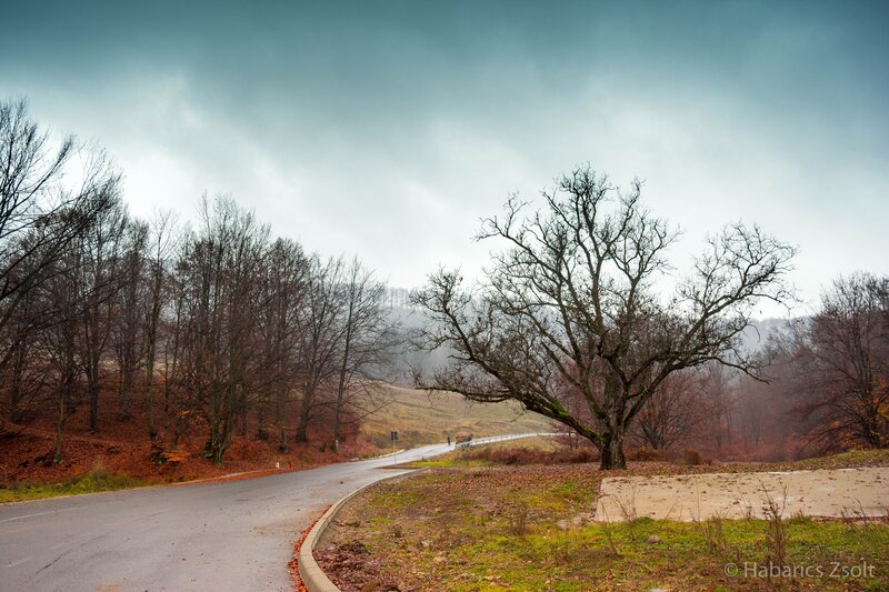 Road Through Autumn Forest — Gray