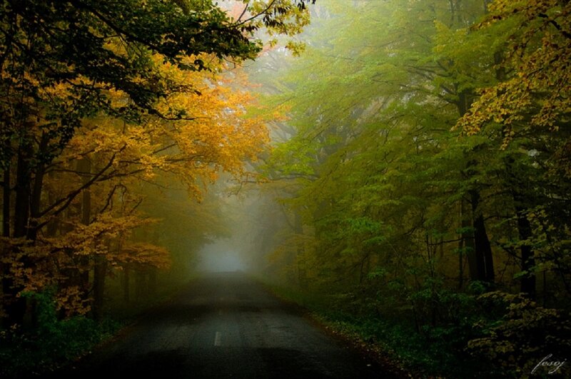 Road Through Autumn Forest — Green, Misty