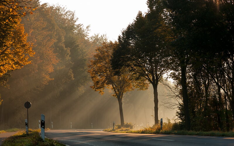 Road Through Autumn Forest — Green, Serene, Morning, Photograph