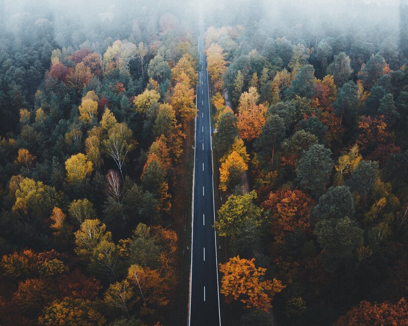 Road Through Autumn Forest — Green, Serene, Photograph, Fog