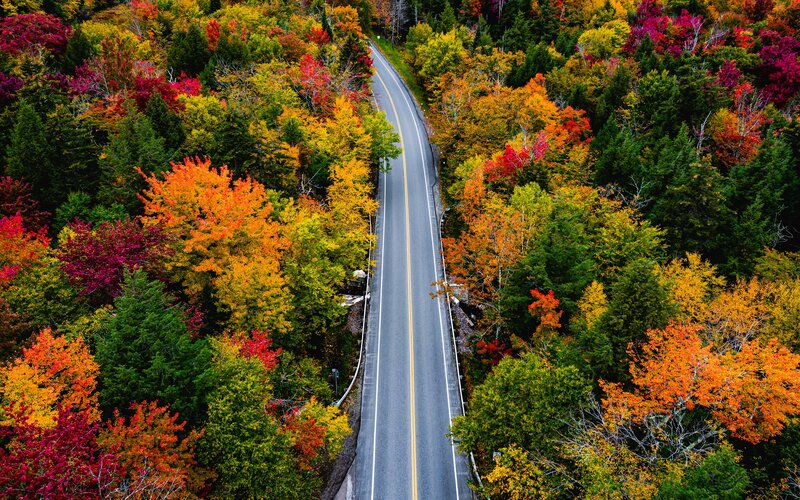 Road Through Autumn Forest — Green, Serene, Photograph, Trees, Bridge
