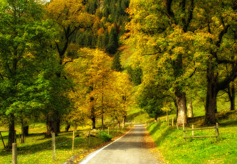 Road Through Autumn Forest — Green, Serene, Photograph, Trees, Fence