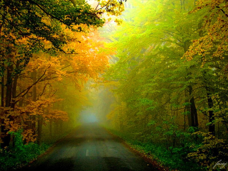 Road Through Autumn Forest — Green, Serene, Photograph, Trees, Fog