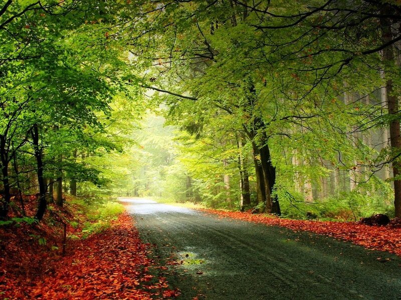 Road Through Autumn Forest — Green, Serene, Photograph, Trees, Leaves, Path, Red