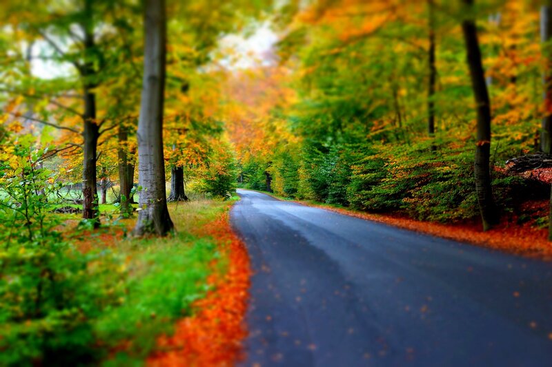 Road Through Autumn Forest — Green, Serene, Photograph, Trees, Leaves, Pavement
