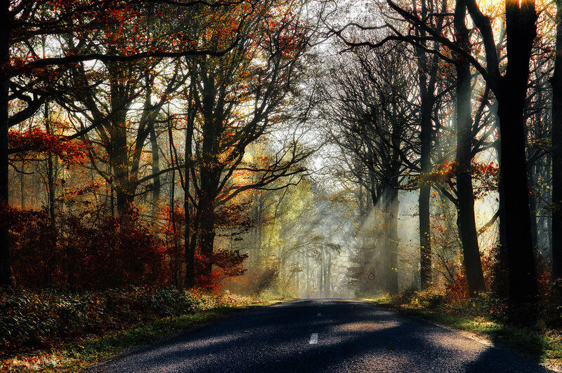 Road Through Autumn Forest — Green, Serene, Photograph, Trees, Sunlight, Fog