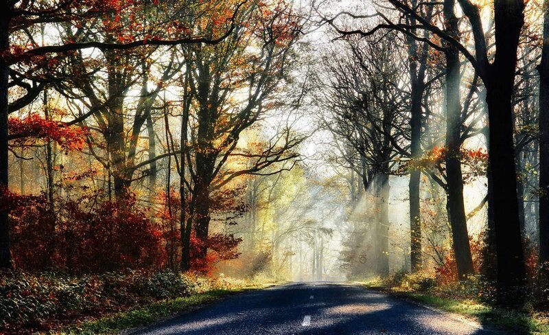 Road Through Autumn Forest — Green, Serene, Photograph, Trees, Sunlight