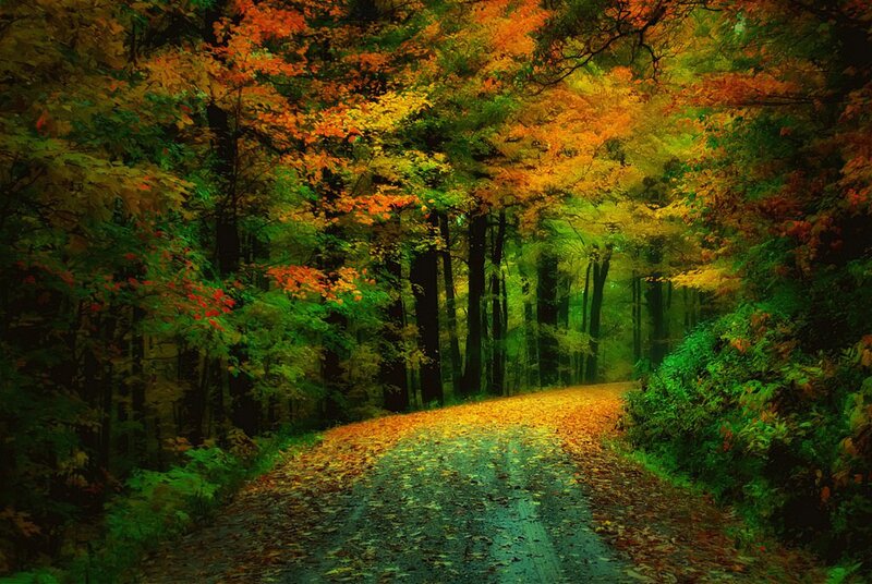 Road Through Autumn Forest — Green, Serene