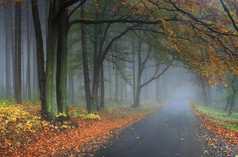 Road Through Autumn Forest — Green