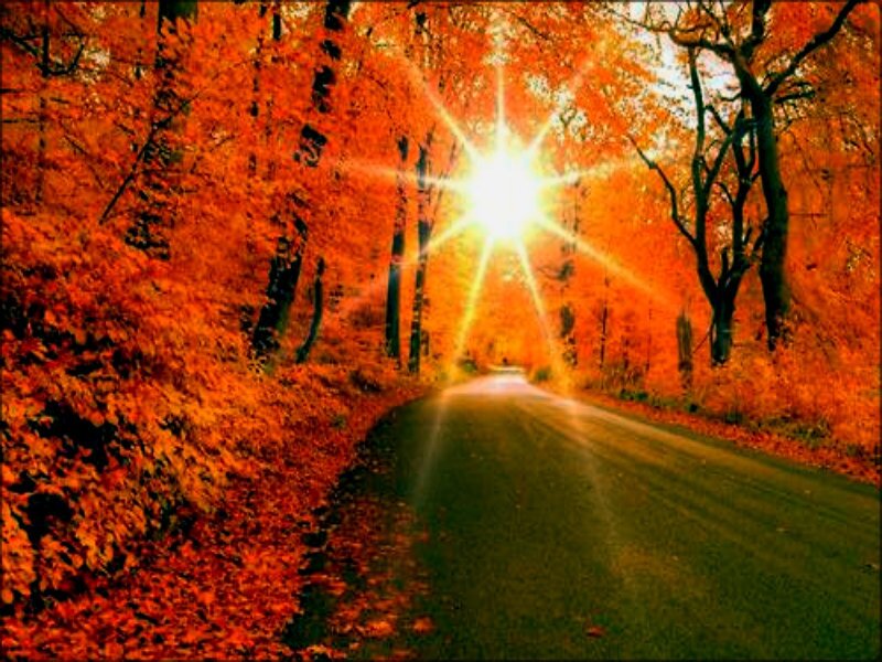 Road Through Autumn Forest — Orange, Dramatic, Photograph