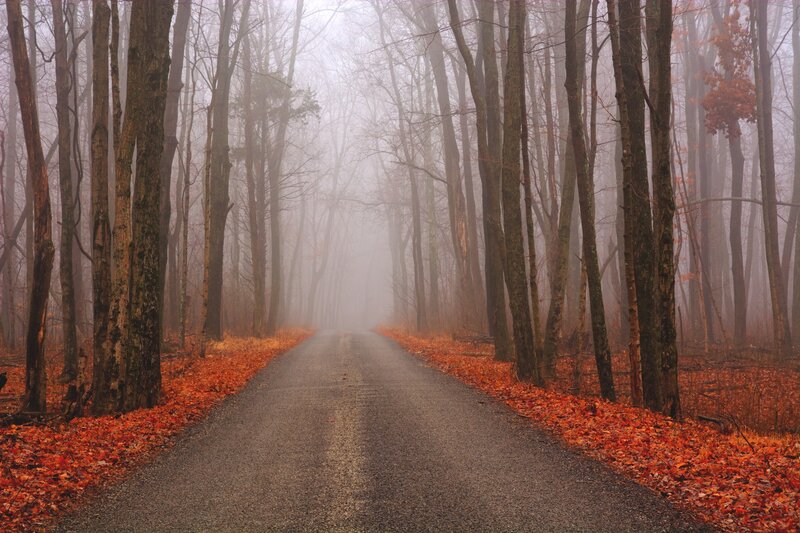 Road Through Autumn Forest — Orange, Misty, Photograph