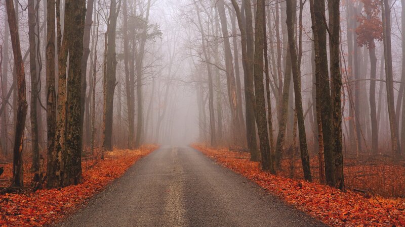 Road Through Autumn Forest — Orange, Misty, Photograph, Trees