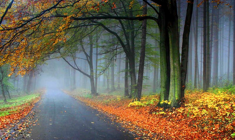 Road Through Autumn Forest — Orange, Misty