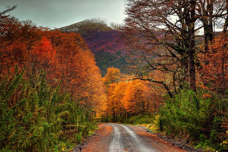 Road Through Autumn Forest — Orange, Serene, Photograph, Mountain