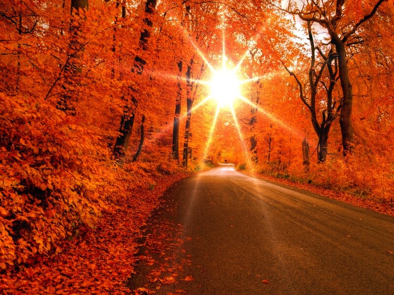 Road Through Autumn Forest — Orange, Serene, Photograph, Sun, Trees