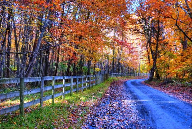 Road Through Autumn Forest — Orange, Serene, Photograph