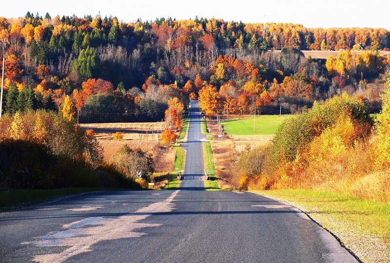 Road Through Autumn Forest — Orange, Serene, Photograph, Trees, Field