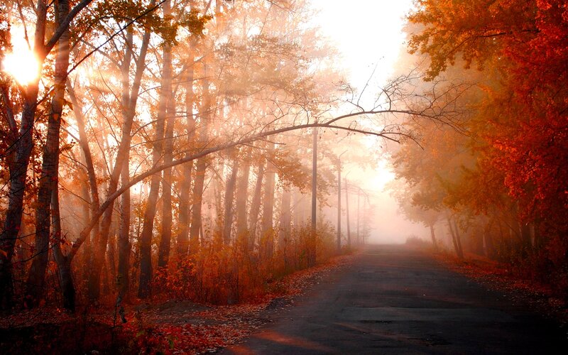 Road Through Autumn Forest — Orange, Serene, Photograph, Trees, Fog
