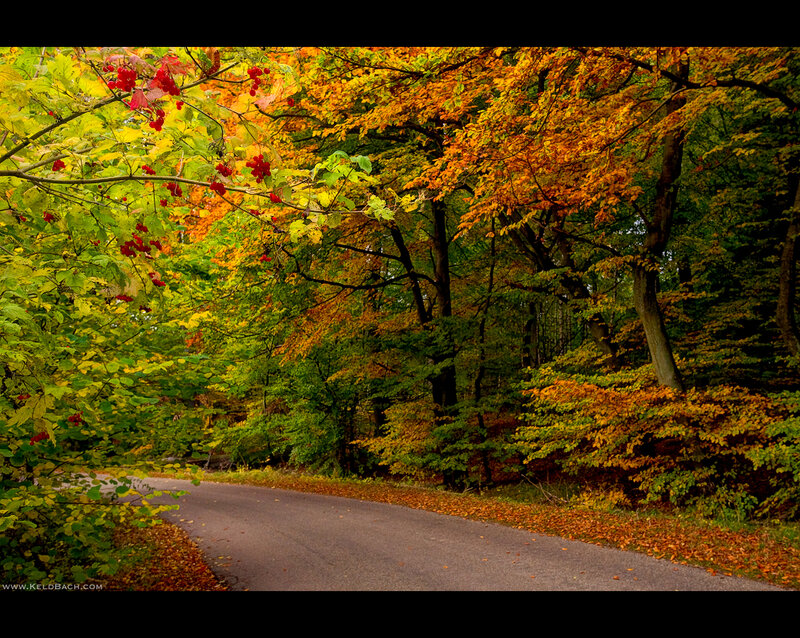Road Through Autumn Forest — Orange, Serene, Photograph, Trees, Leaves, Berries