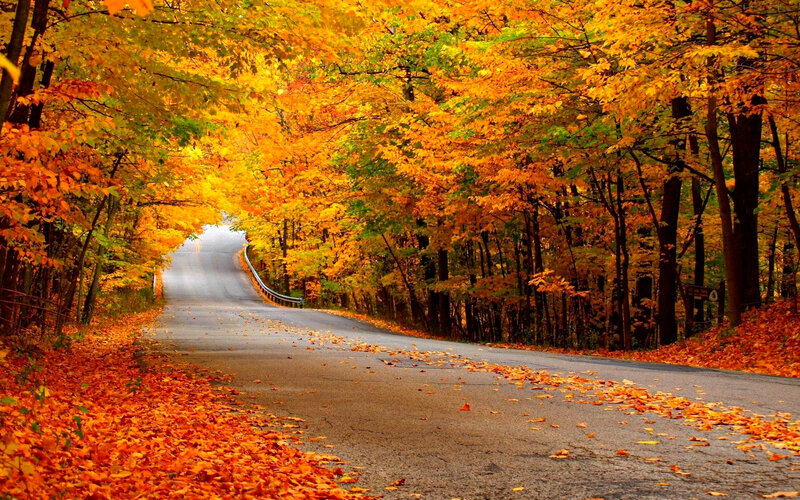 Road Through Autumn Forest — Orange, Serene, Photograph, Trees, Leaves, Guardrail
