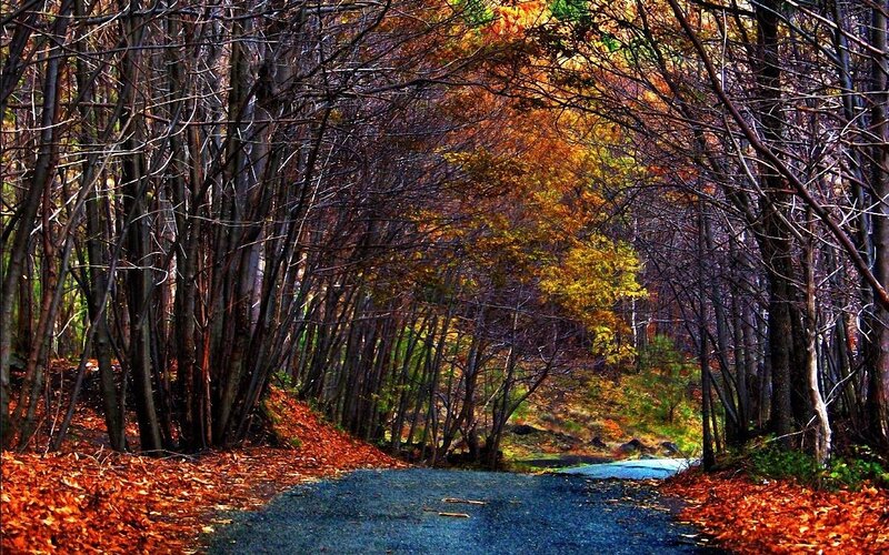 Road Through Autumn Forest — Orange, Serene, Photograph, Trees, Leaves, Path, Brown