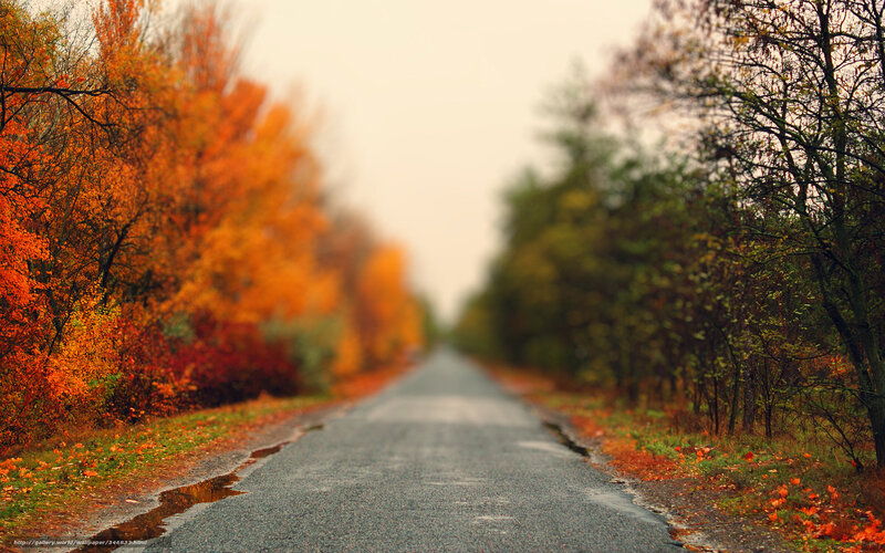 Road Through Autumn Forest — Orange, Serene, Photograph, Trees, Leaves, Pavement