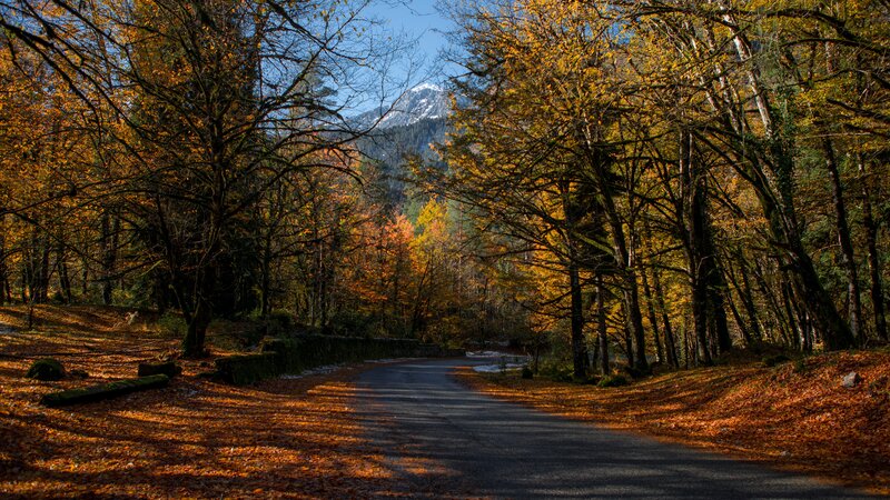 Road Through Autumn Forest — Orange, Serene, Photograph, Trees, Mountain, Fallen Leaves