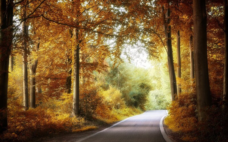 Road Through Autumn Forest — Orange, Serene, Photograph, Trees, Path, Sunlight
