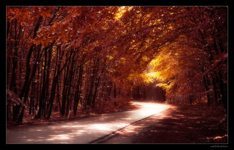 Road Through Autumn Forest — Orange, Serene, Photograph, Trees, Path