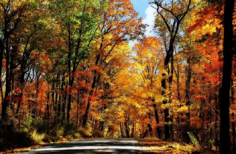 Road Through Autumn Forest — Orange, Serene, Photograph, Trees, Sky