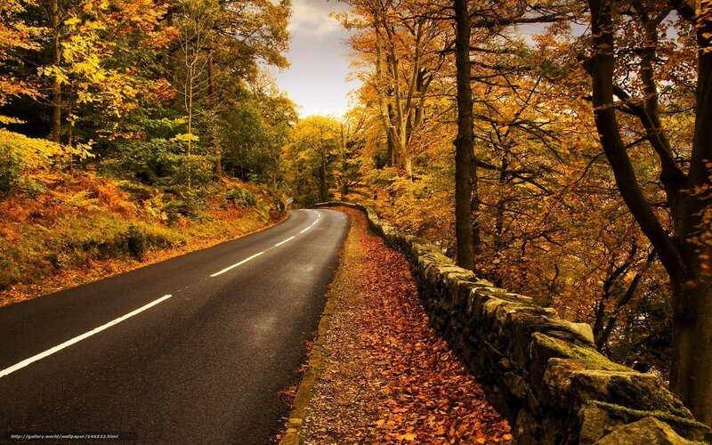 Road Through Autumn Forest — Orange, Serene, Photograph, Trees, Stone Wall