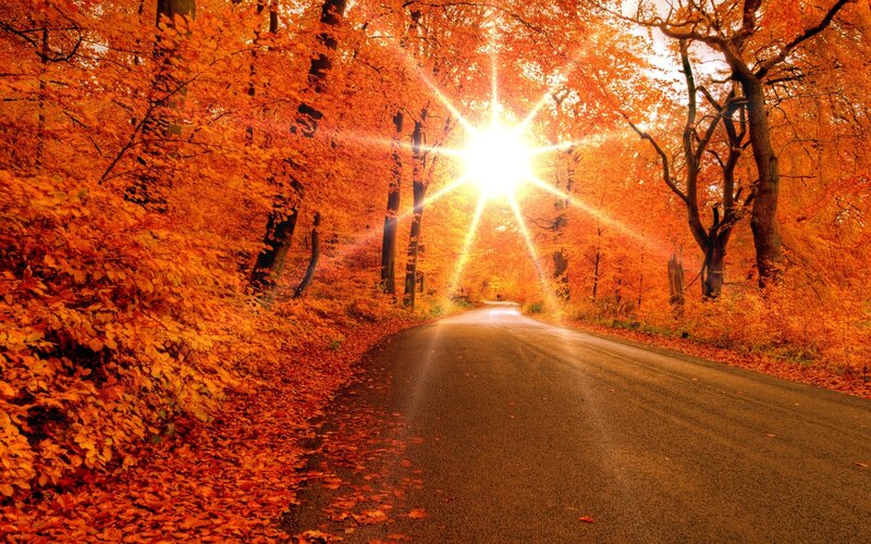 Road Through Autumn Forest — Orange, Serene, Photograph, Trees, Sun