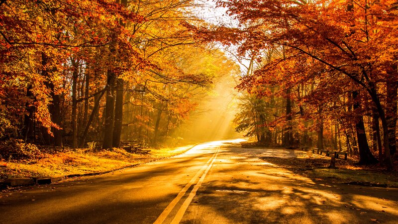 Road Through Autumn Forest — Orange, Serene, Photograph, Trees, Sunlight, Bench