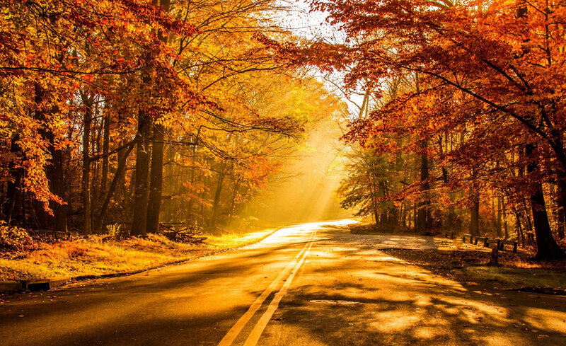 Road Through Autumn Forest — Orange, Serene, Photograph, Trees, Sunlight, Fallen Leaves