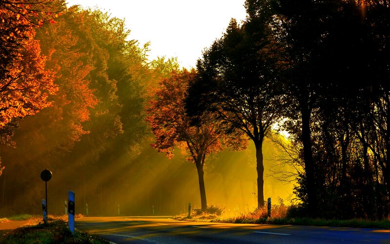 Road Through Autumn Forest — Orange, Serene, Photograph, Trees, Sunlight, Signs