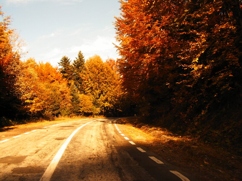 Road Through Autumn Forest — Orange, Serene, Photograph, Trees, Sunlight