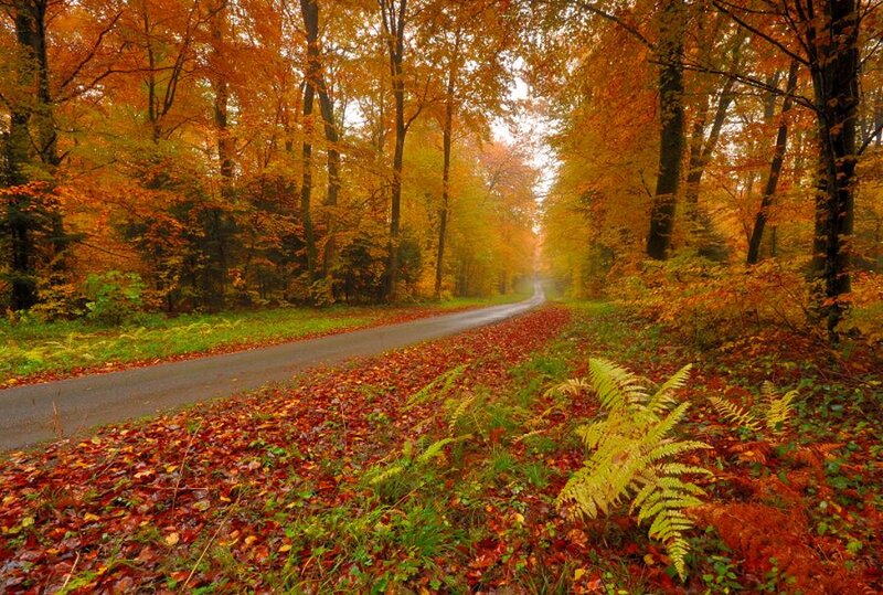 Road Through Autumn Forest — Orange, Serene, Photograph, Trees