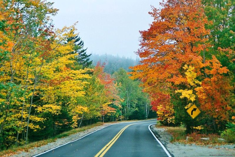 Road Through Autumn Forest — Orange, Serene