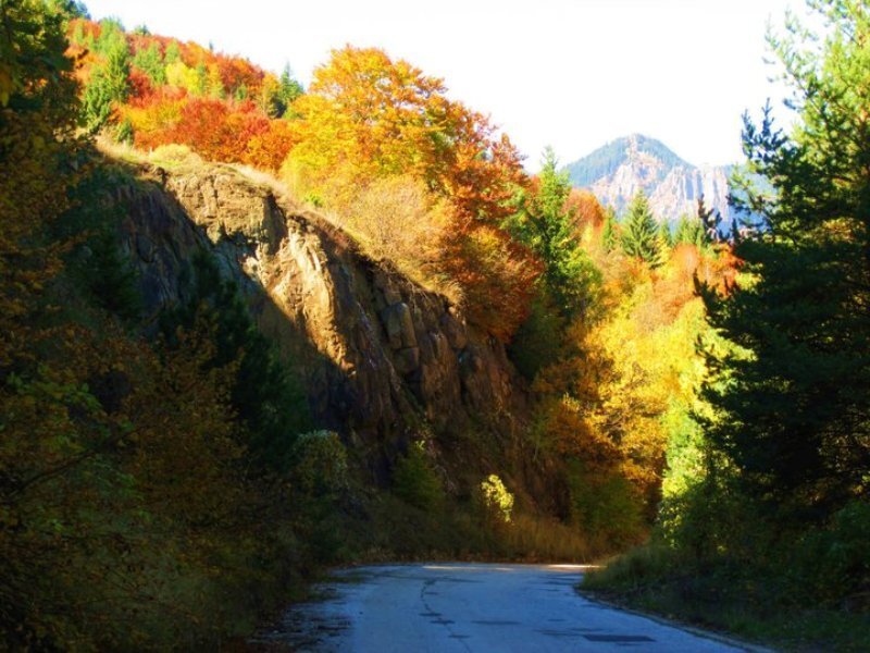 Road Through Autumn Forest — Orange