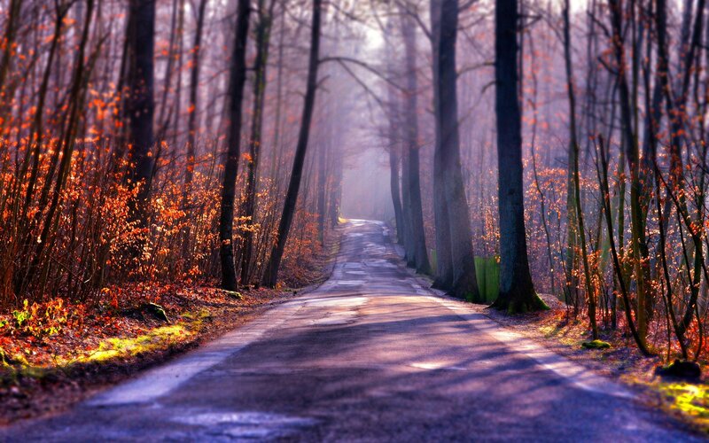 Road Through Autumn Forest — Purple, Serene, Photograph