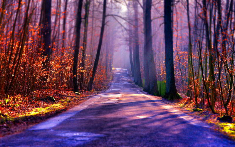 Road Through Autumn Forest — Purple, Serene