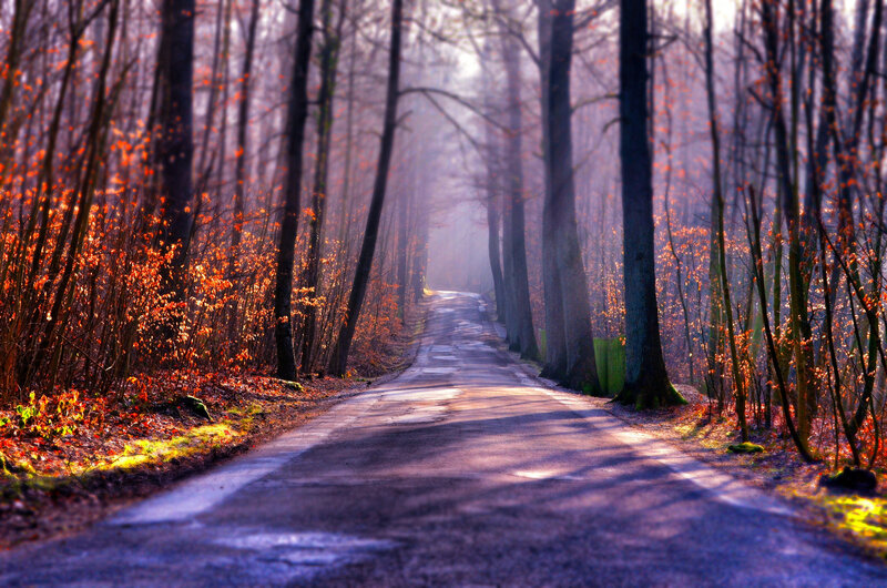 Road Through Autumn Forest — Purple