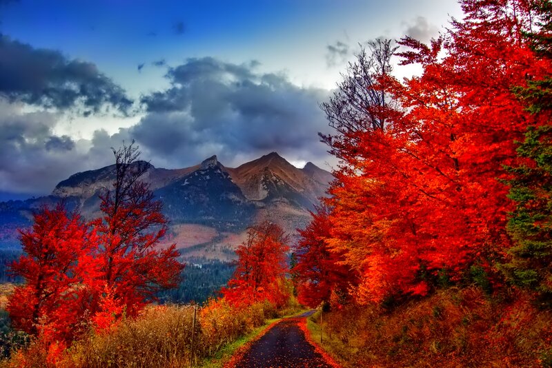 Road Through Autumn Forest — Red, Dramatic, Photograph