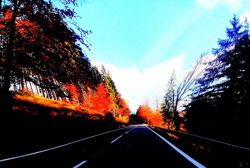 Road Through Autumn Forest — Red, Dramatic, Photograph, Trees